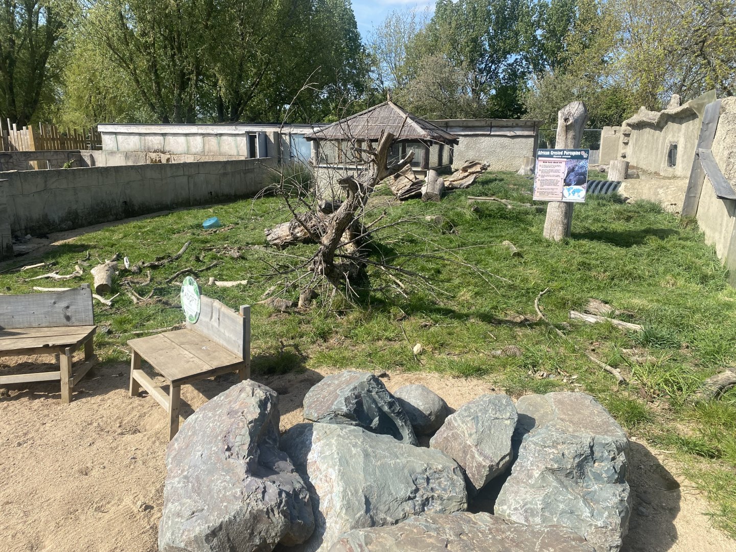 Meerkat and Crested porcupine exhibit 280425