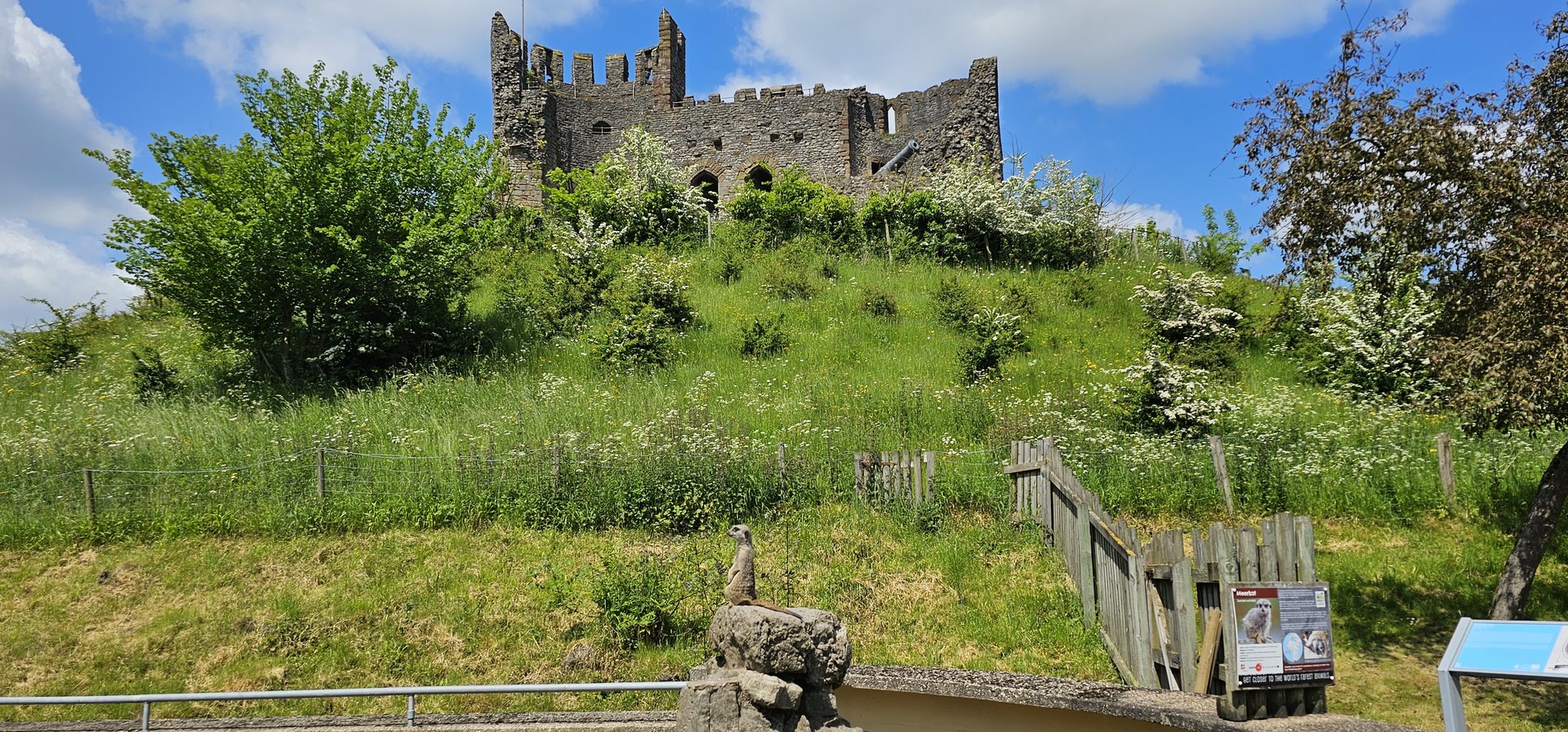 Meerkat and Dudley castle