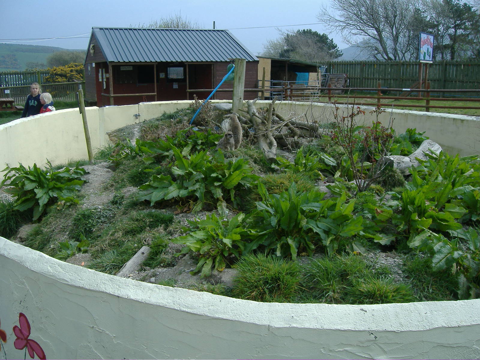 Meerkat and Dwarf Mongoose Animalarium