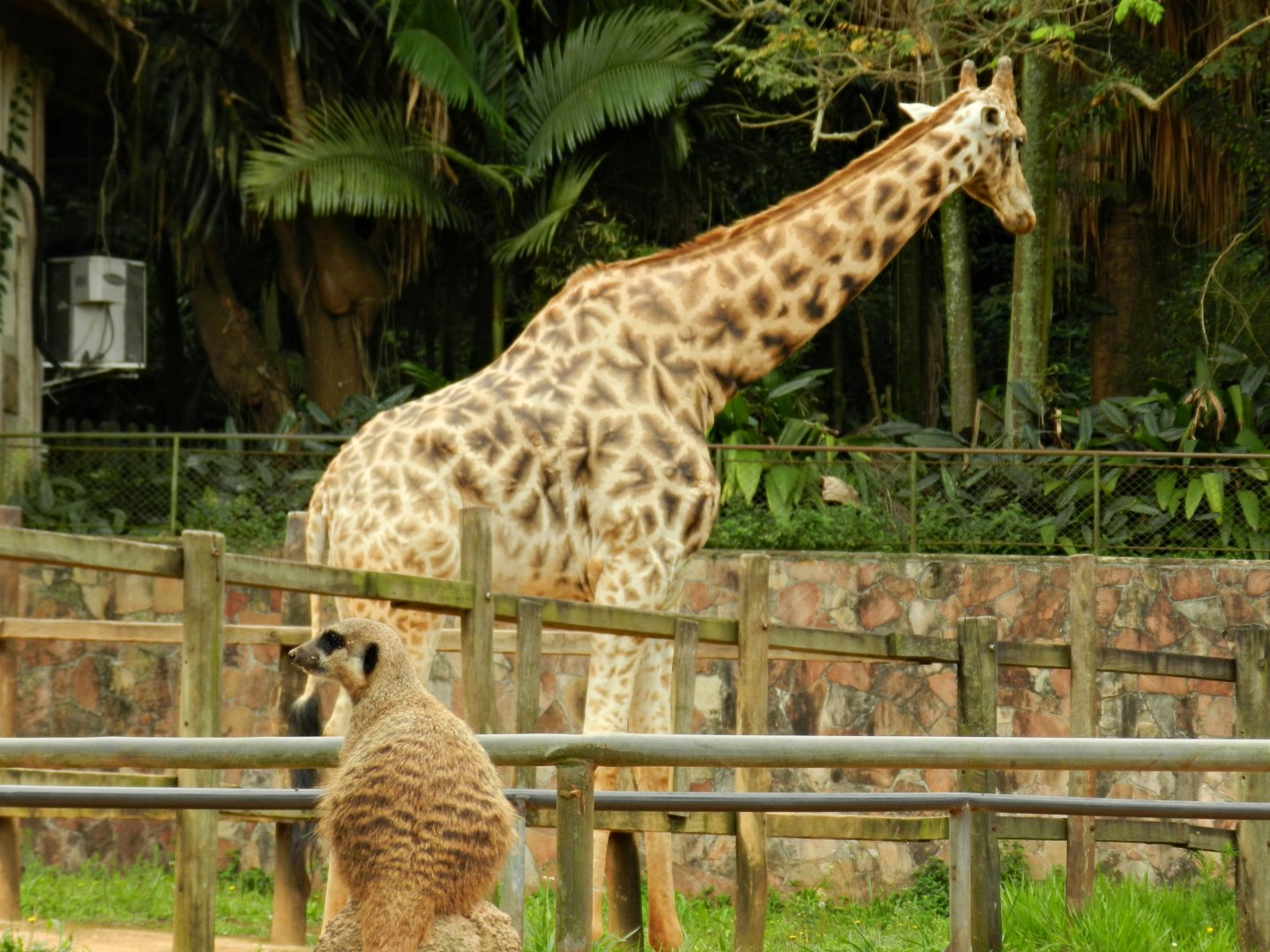 Meerkat and giraffe - Zoo São Paulo