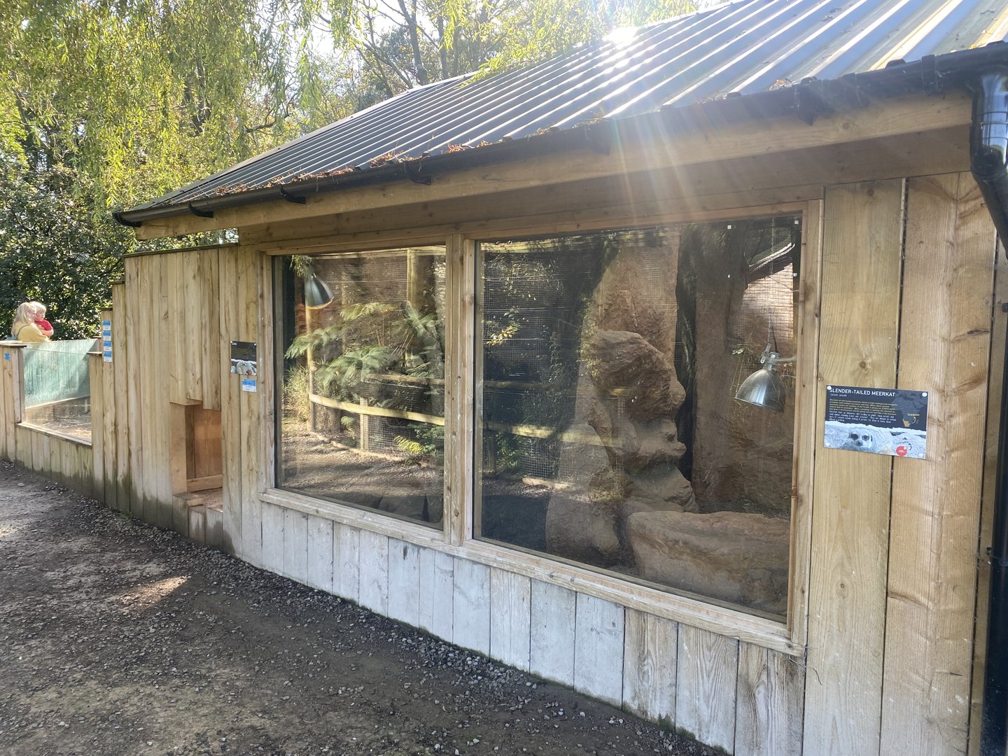 Meerkat and Gundi exhibits 230922