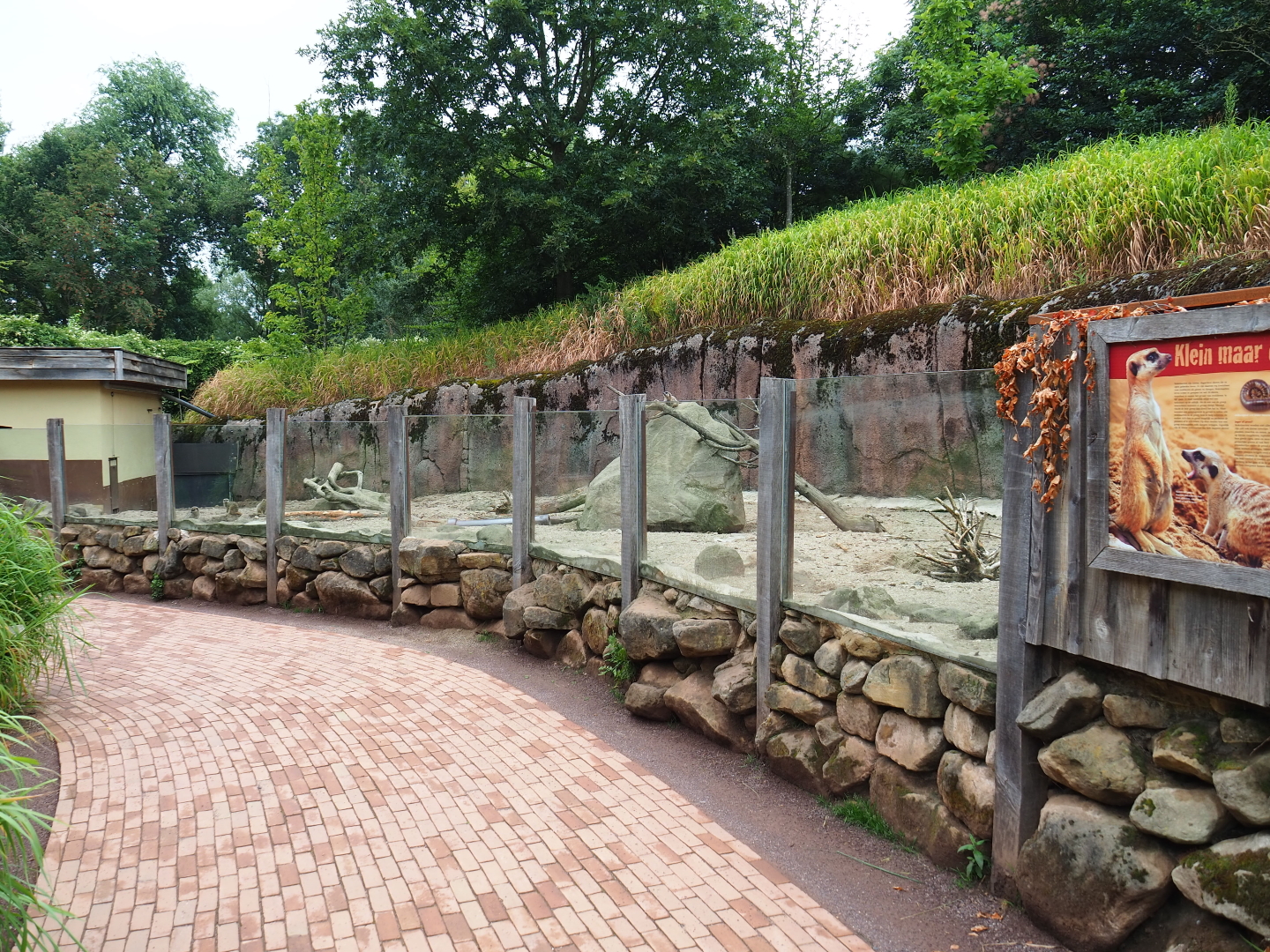 Meerkat and Indian crested porcupine exhibit, 2019-07-21