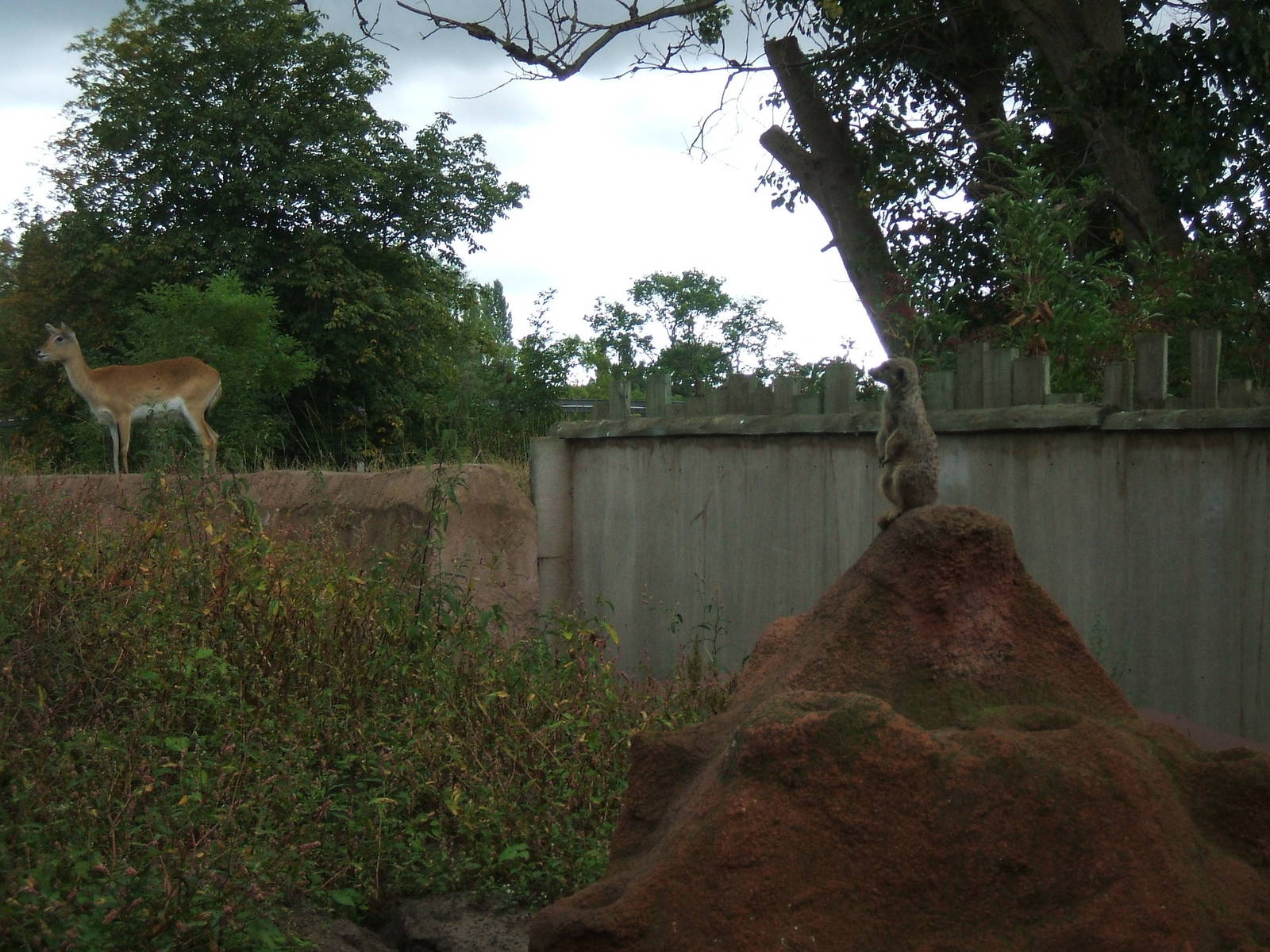Meerkat and Lechwe at Chester Zoo, 2006