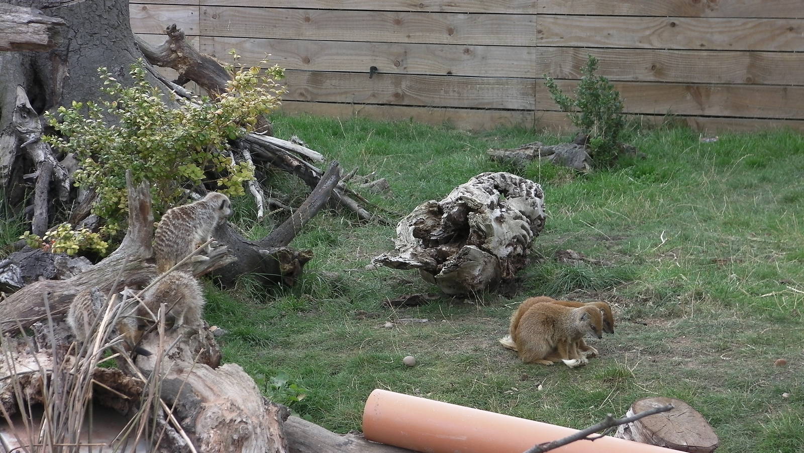 Meerkat and Mongoose Mixed Enclosure -19.80.2011