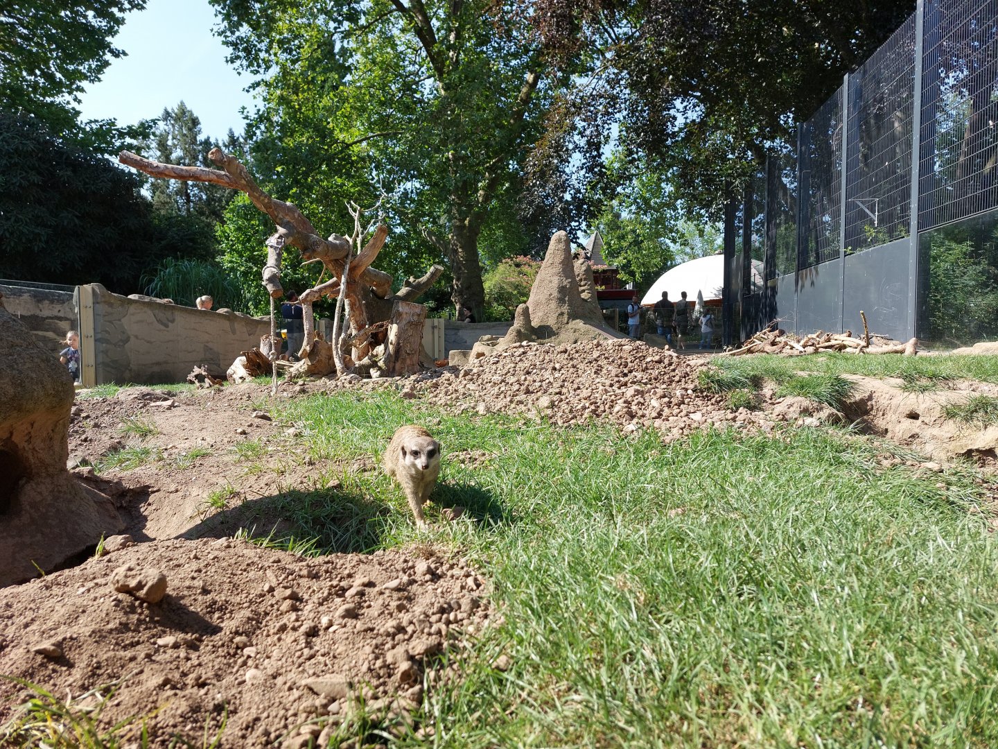 Meerkat and porcupine enclosure