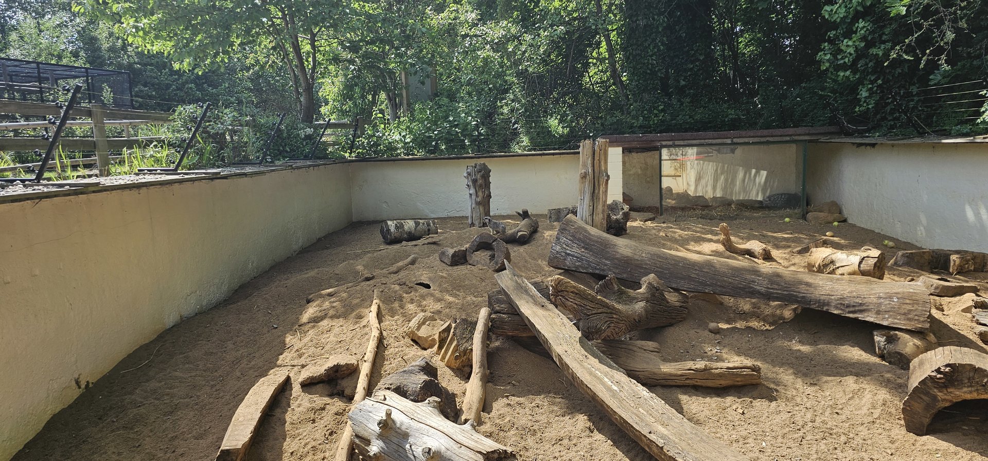 Meerkat and porcupine exhibit