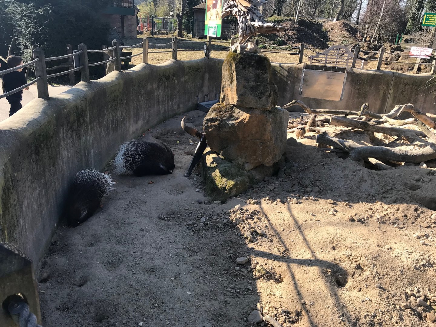 Meerkat and porcupine