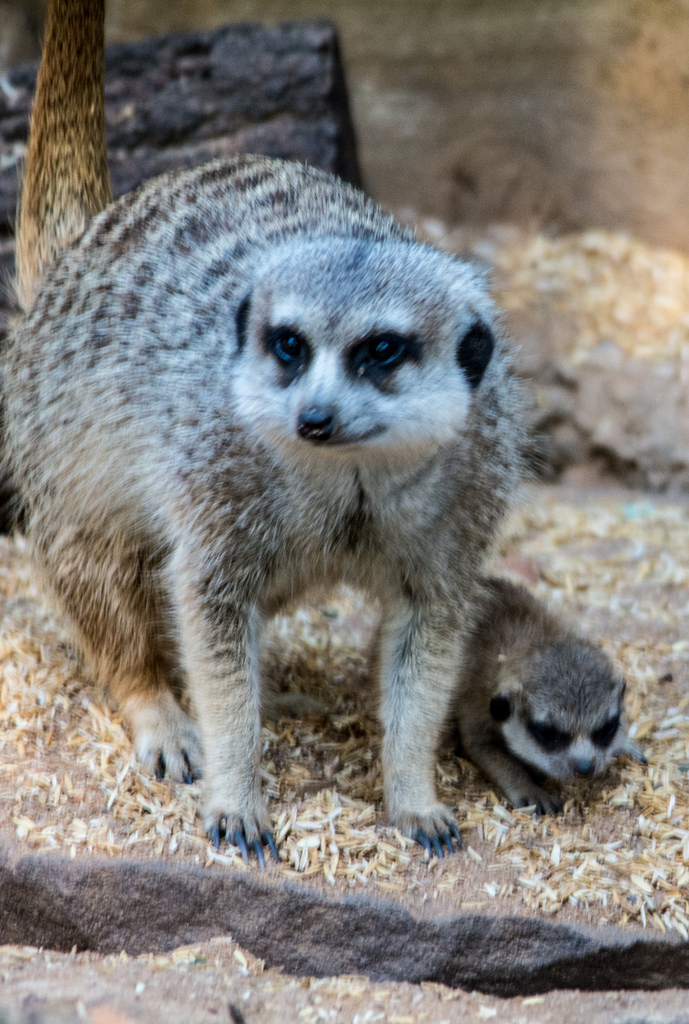 Meerkat and pup - Taronga Western Plains Zoo visit April 2014