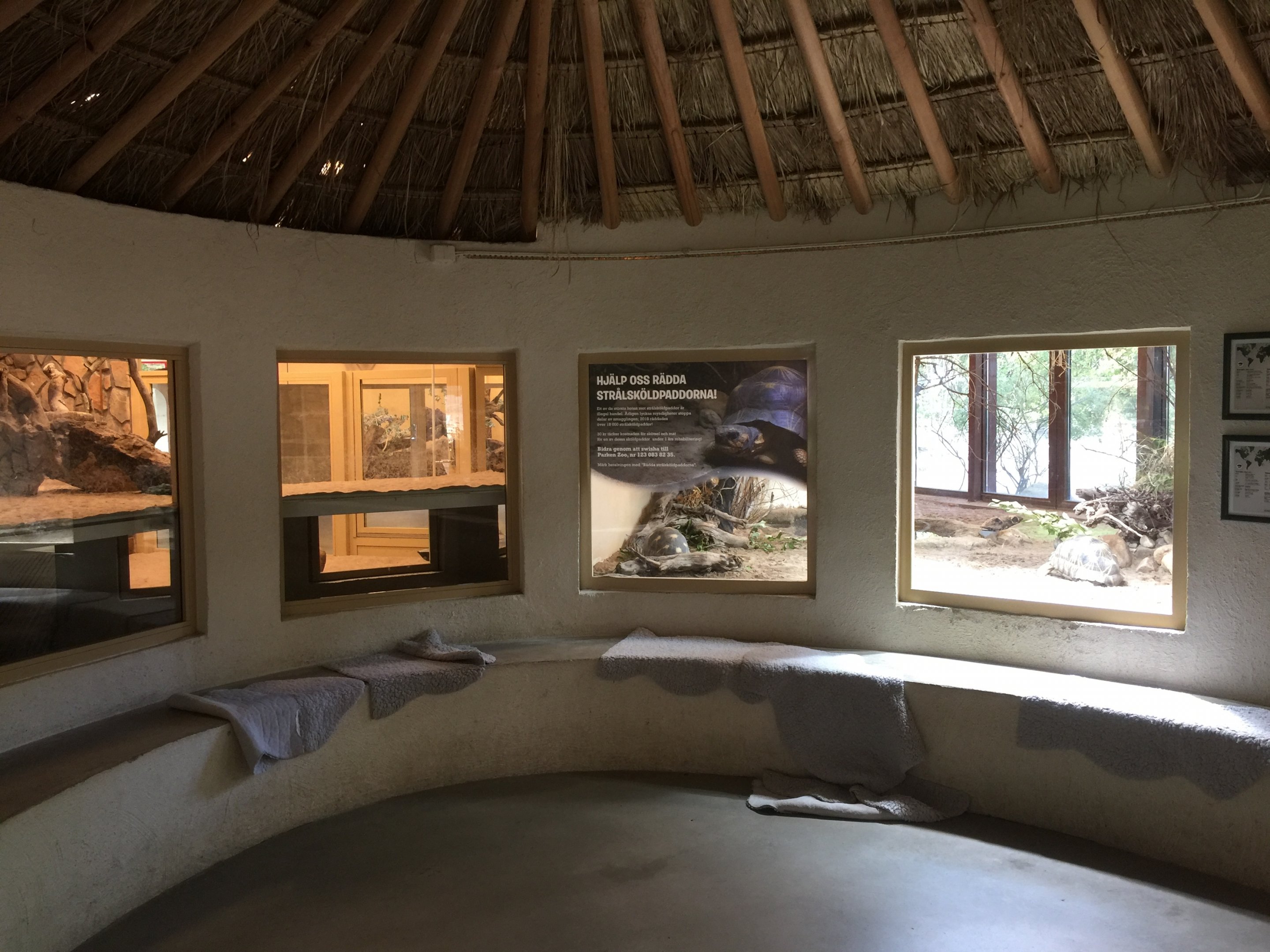 Meerkat and Radiated tortoise  | The Desert House