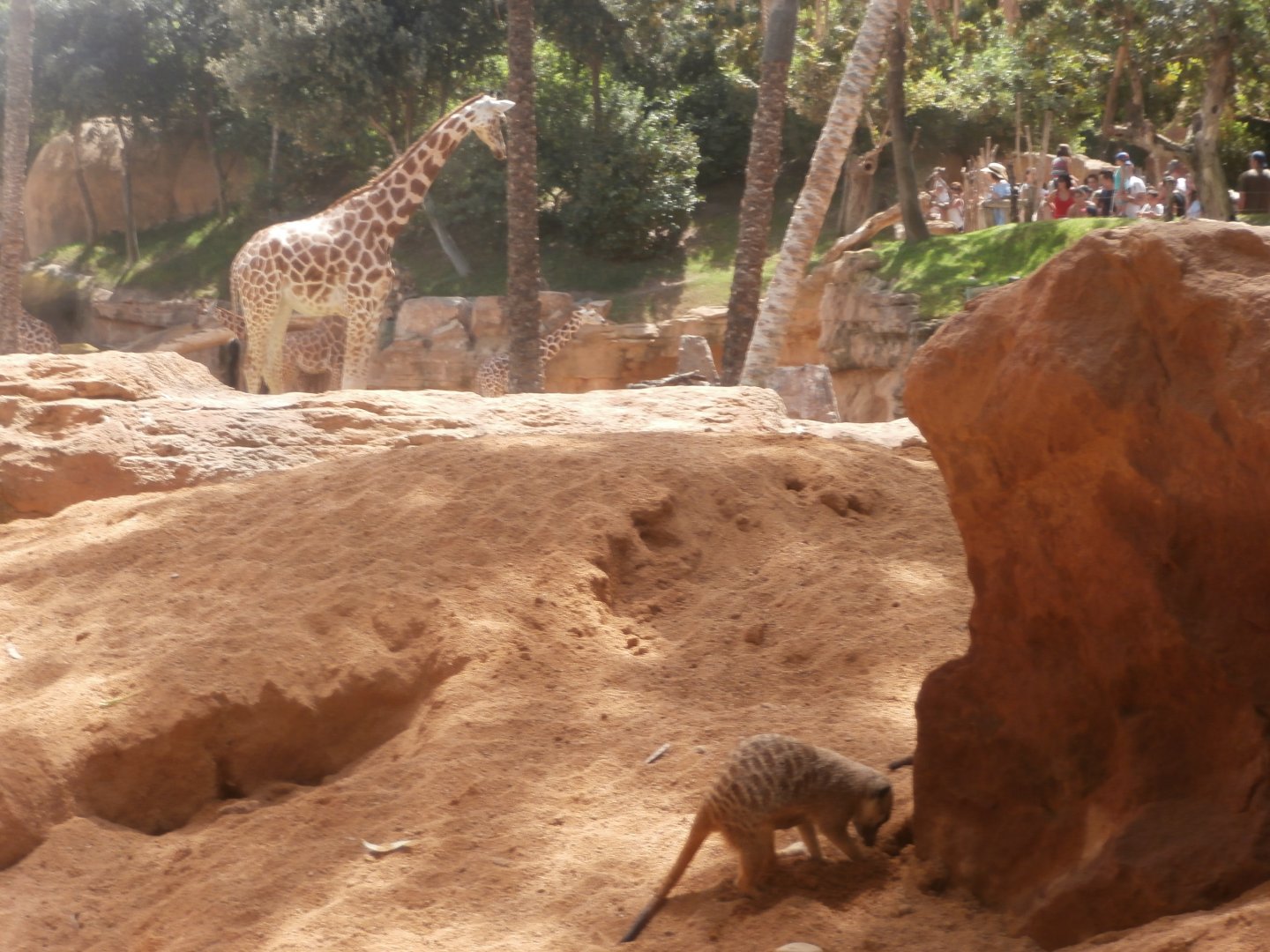 Meerkat and Rothschild's giraffe -Bioparc Valencia (Summer 2017)