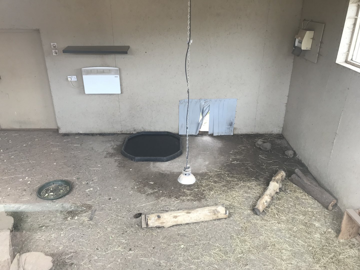 Meerkat and spurred tortoise indoors