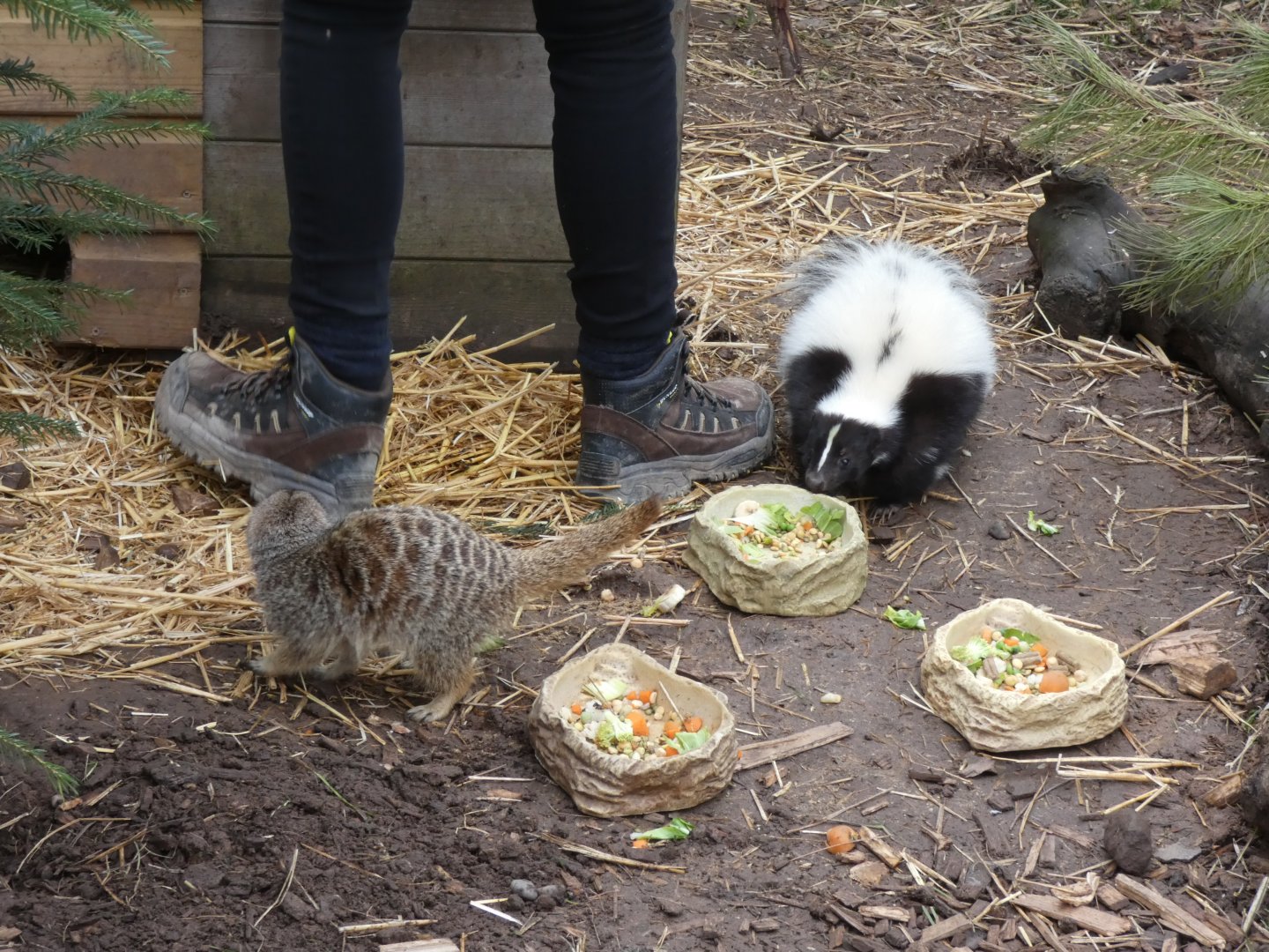Meerkat and Striped Skunk