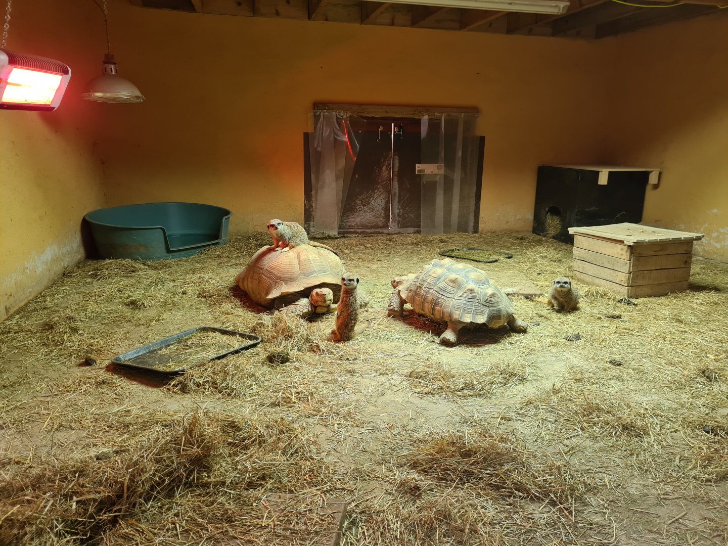 Meerkat and Sulcata Indoors, Askham Bryan Wildlife Park