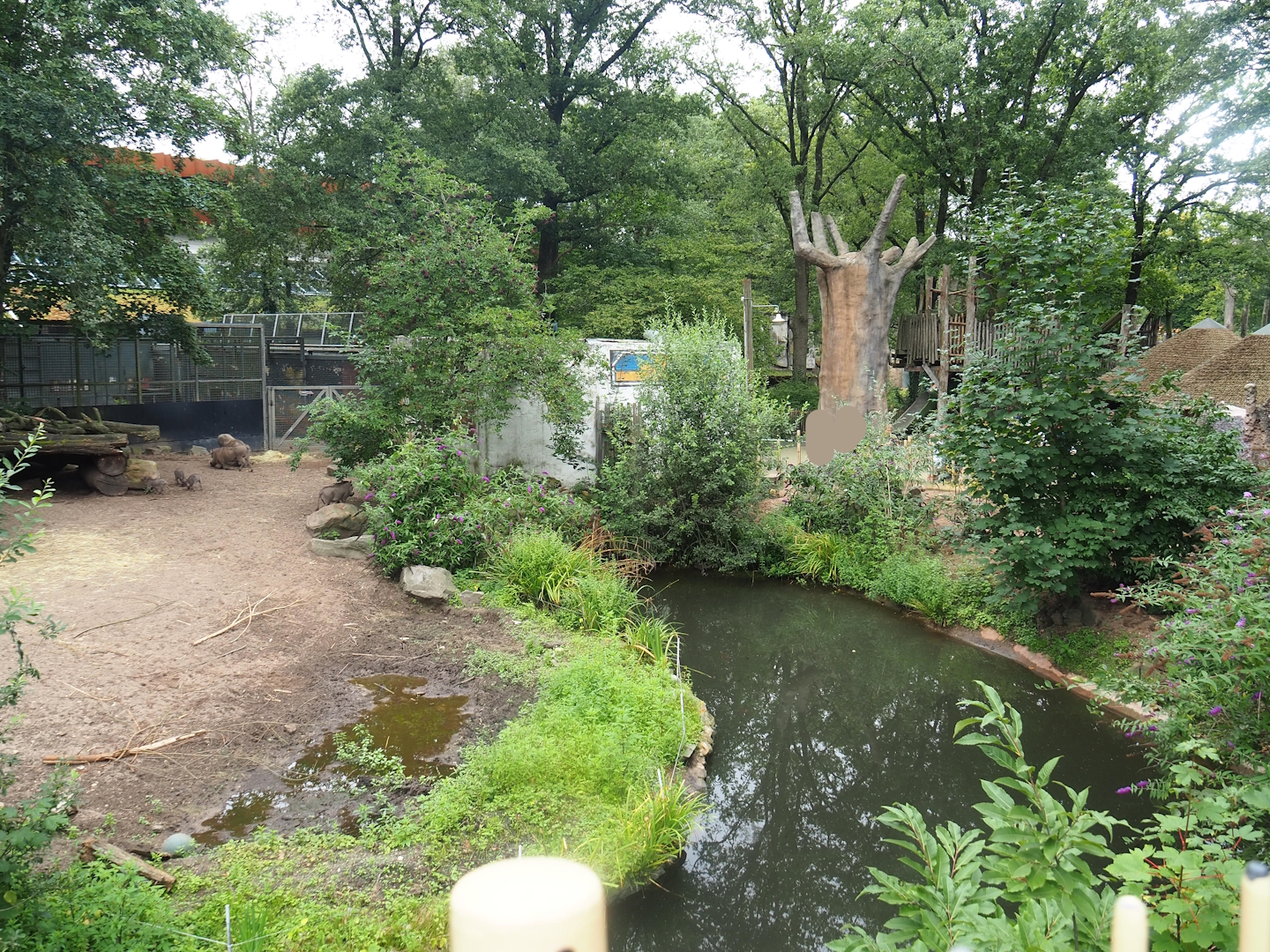 Meerkat and Warthog exhibits, 2023-08-17