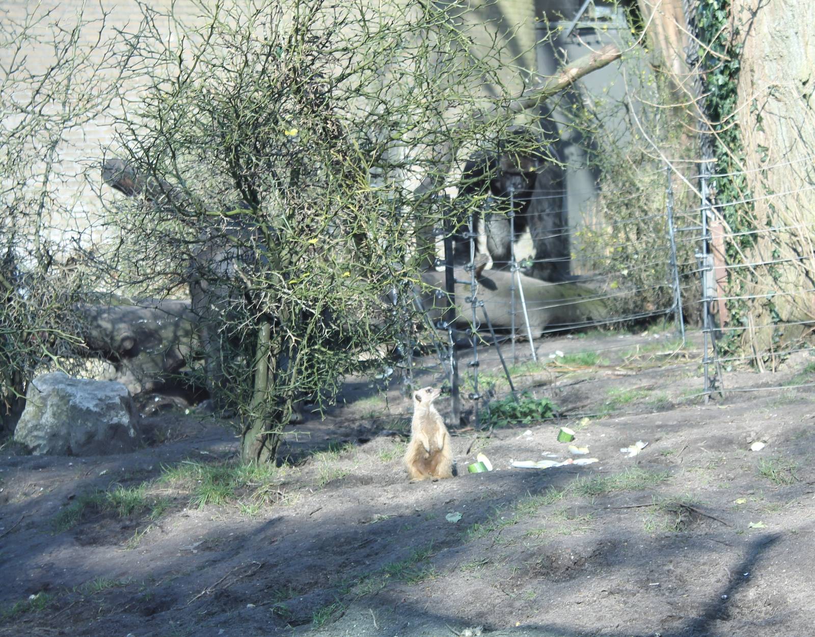 Meerkat and Western lowland gorilla