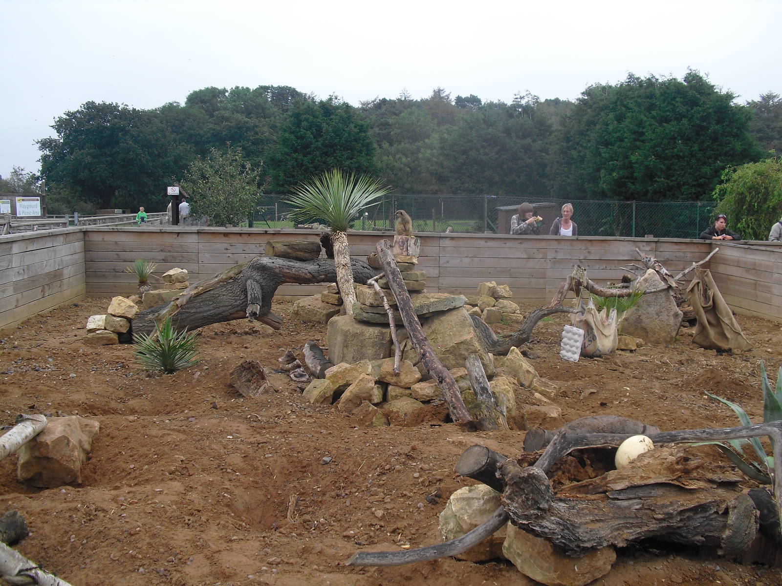 Meerkat and Yellow Mongoose Enclosure - 04/09/2011
