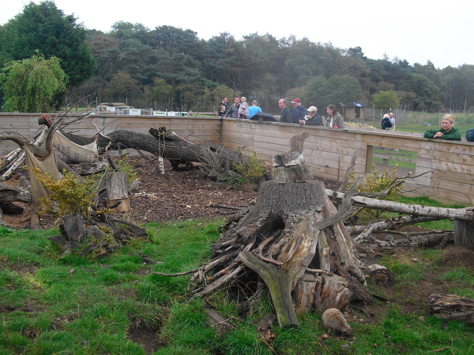 Meerkat and Yellow Mongoose Enclosure - 04/09/2011