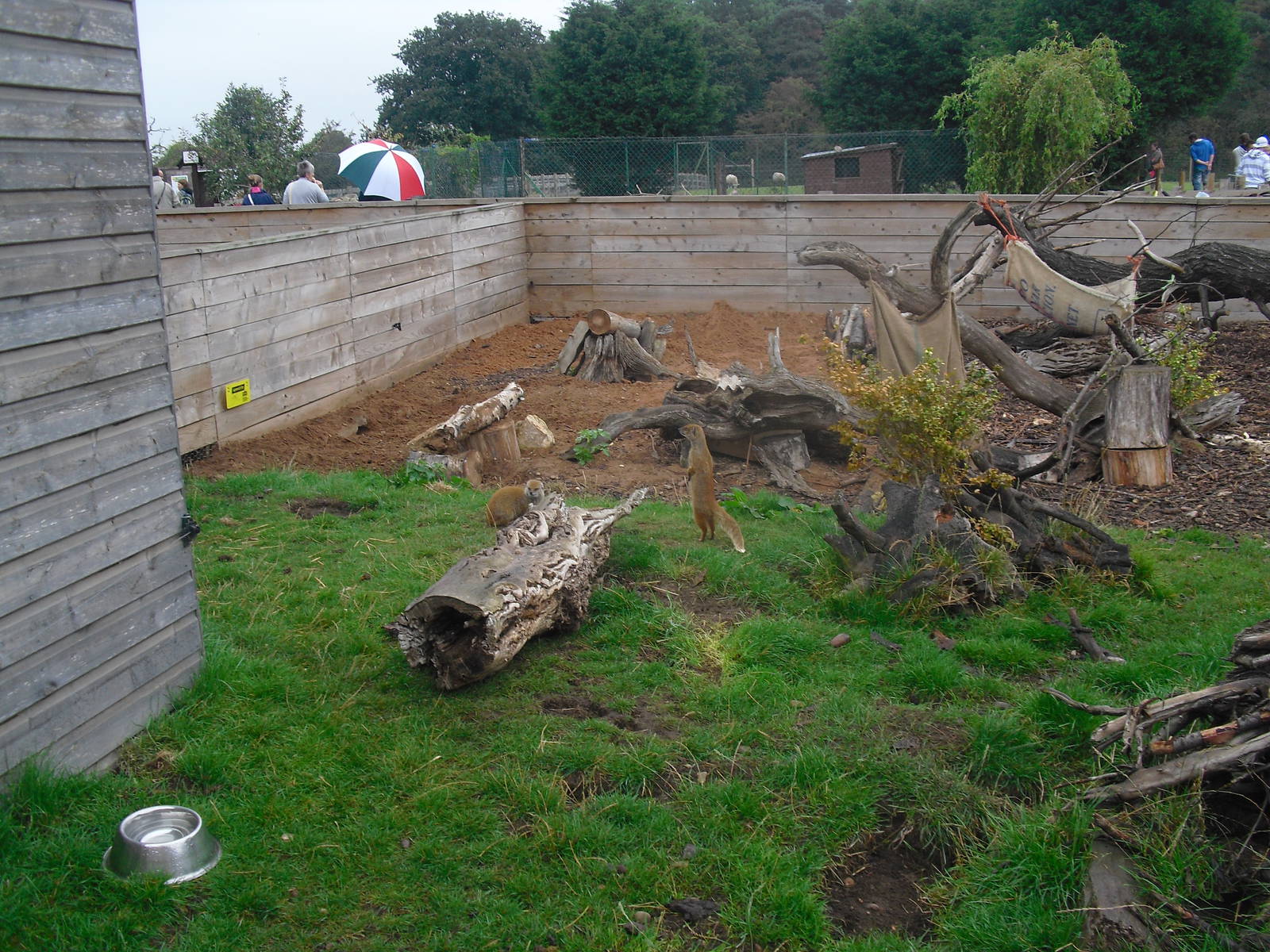Meerkat and Yellow Mongoose Enclosure - 04/09/2011