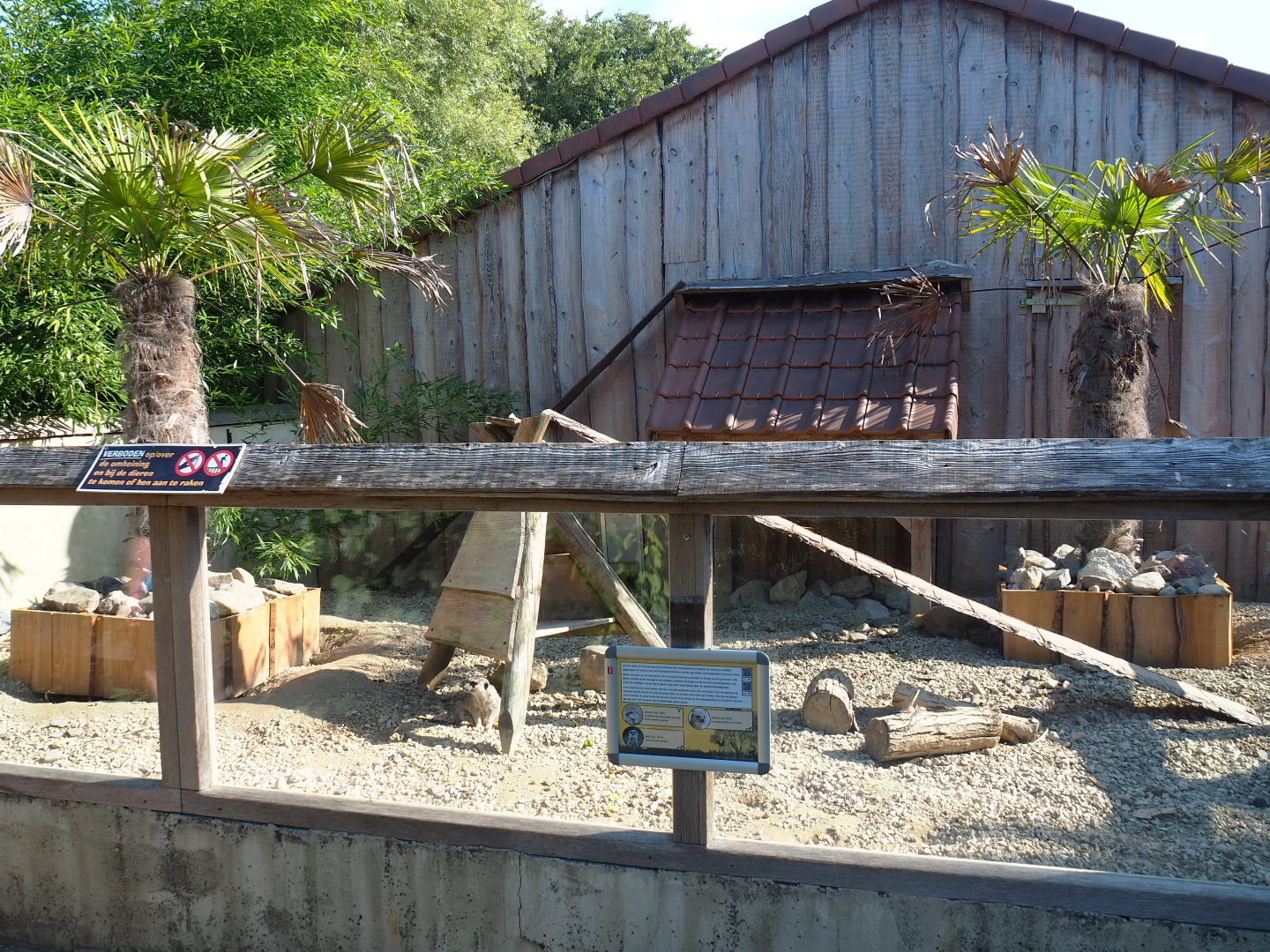 Meerkat and Yellow mongoose exhibit, 2020-09-12