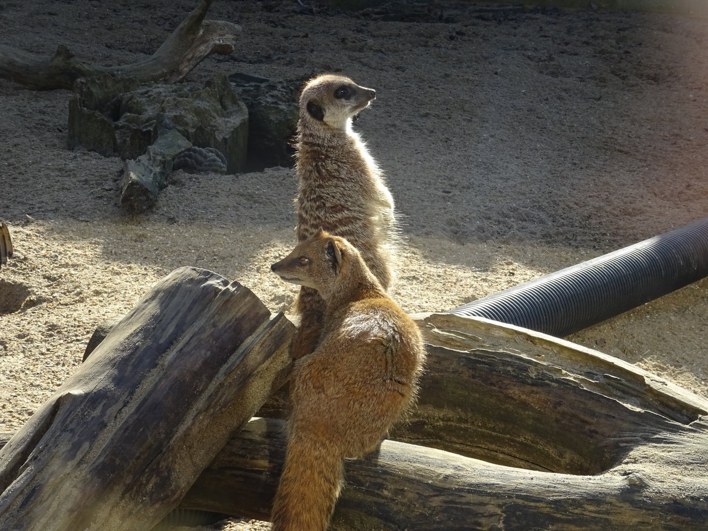 Meerkat and Yellow Mongoose mixed exhibit