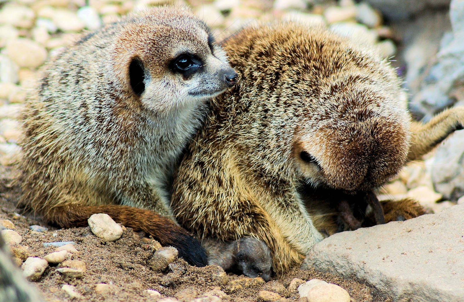 MEERKAT AND YOUNG