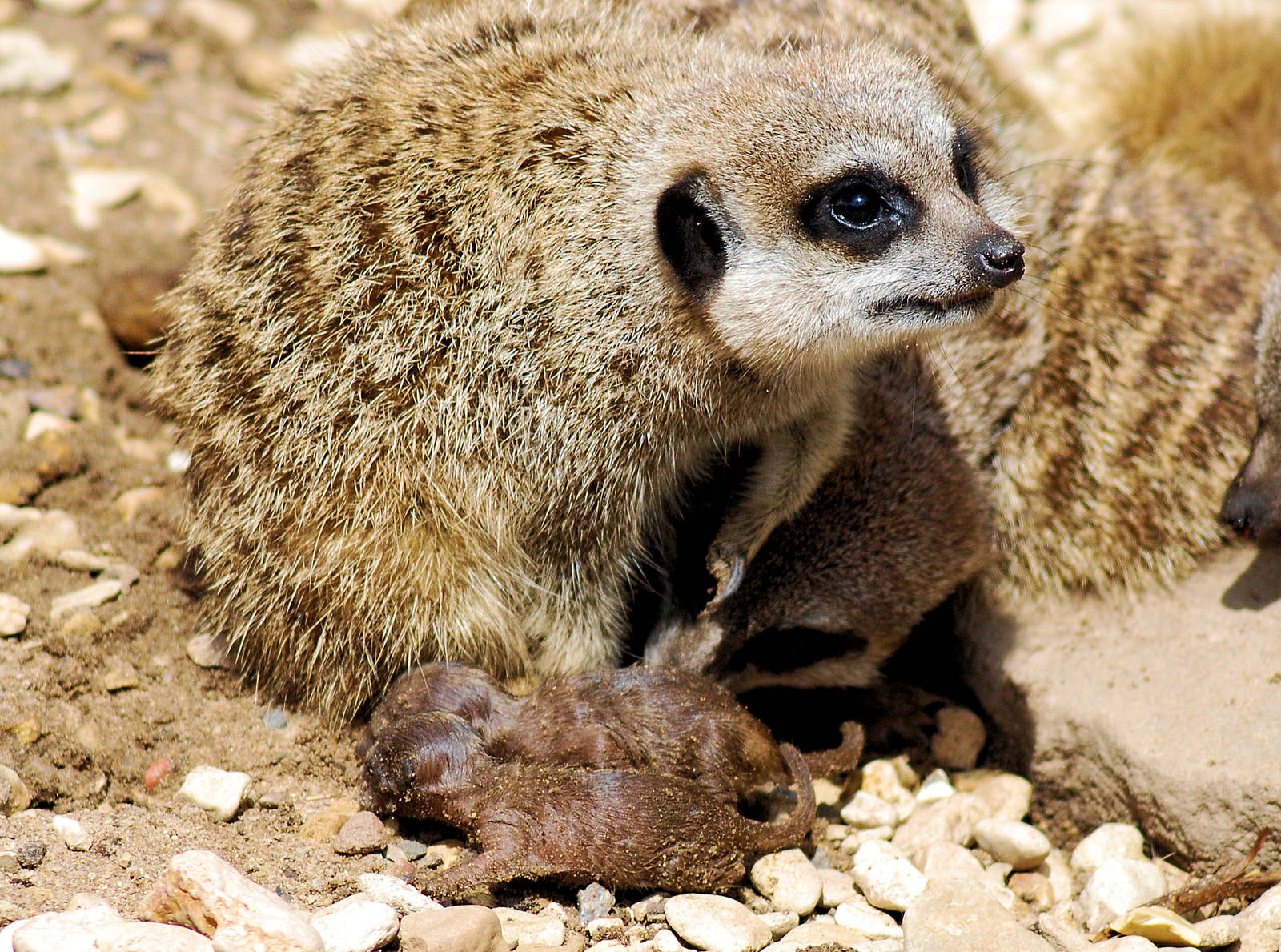 MEERKAT AND YOUNG