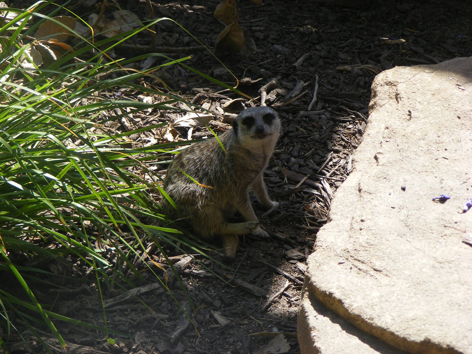 Meerkat - April, 2010