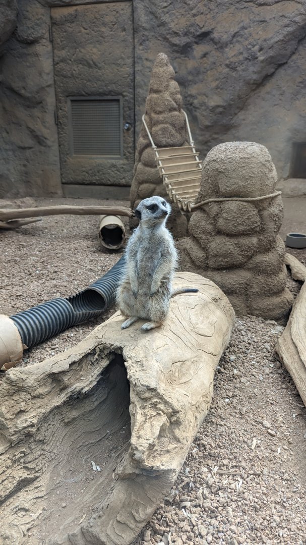 Meerkat (April 7, 2024)