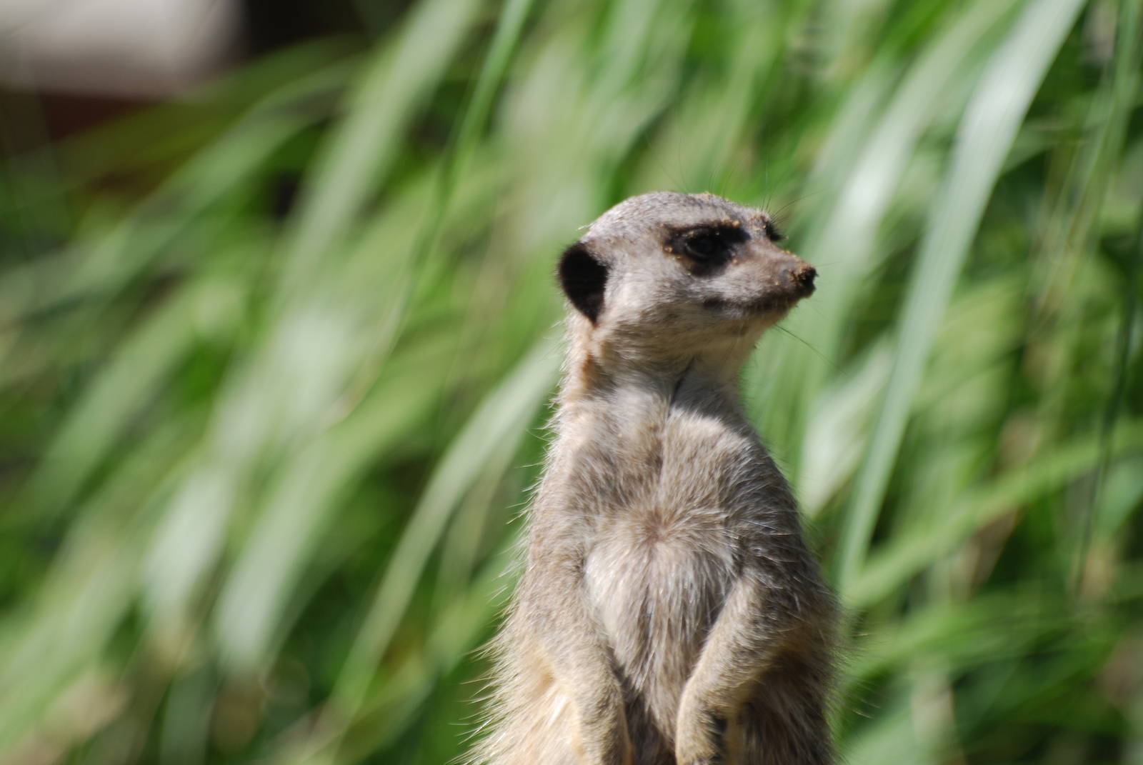 Meerkat at Africa Alive!