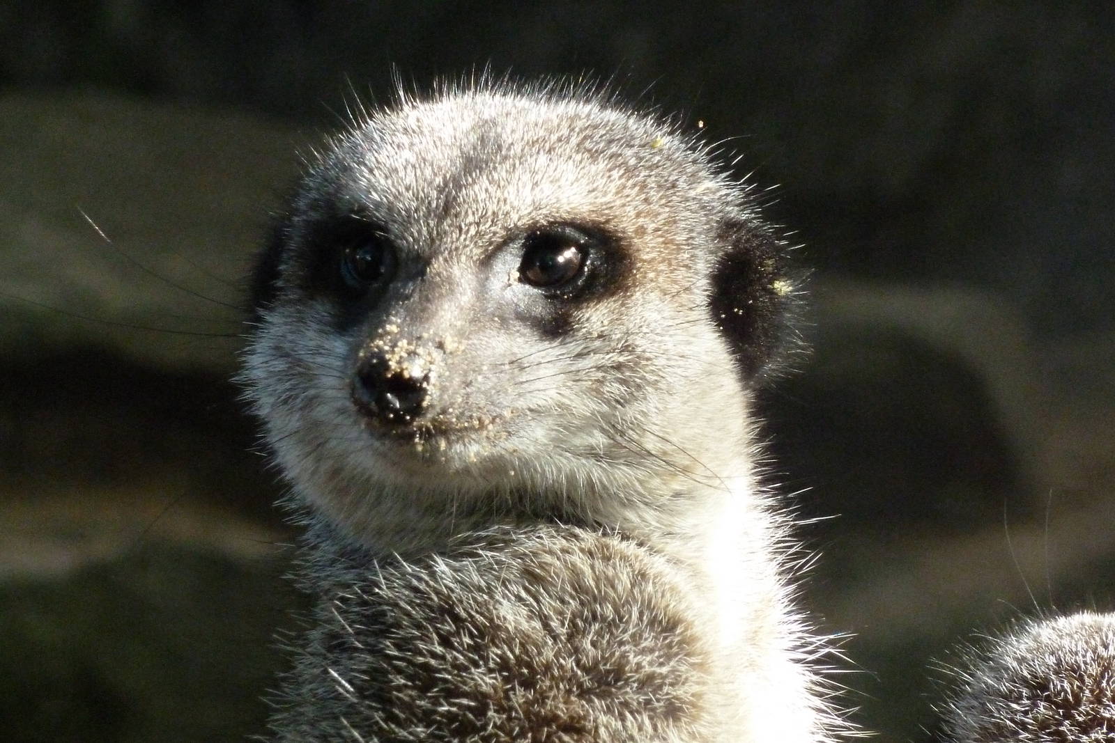 Meerkat at Banham Zoo
