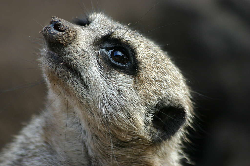 Meerkat at Chester 2007