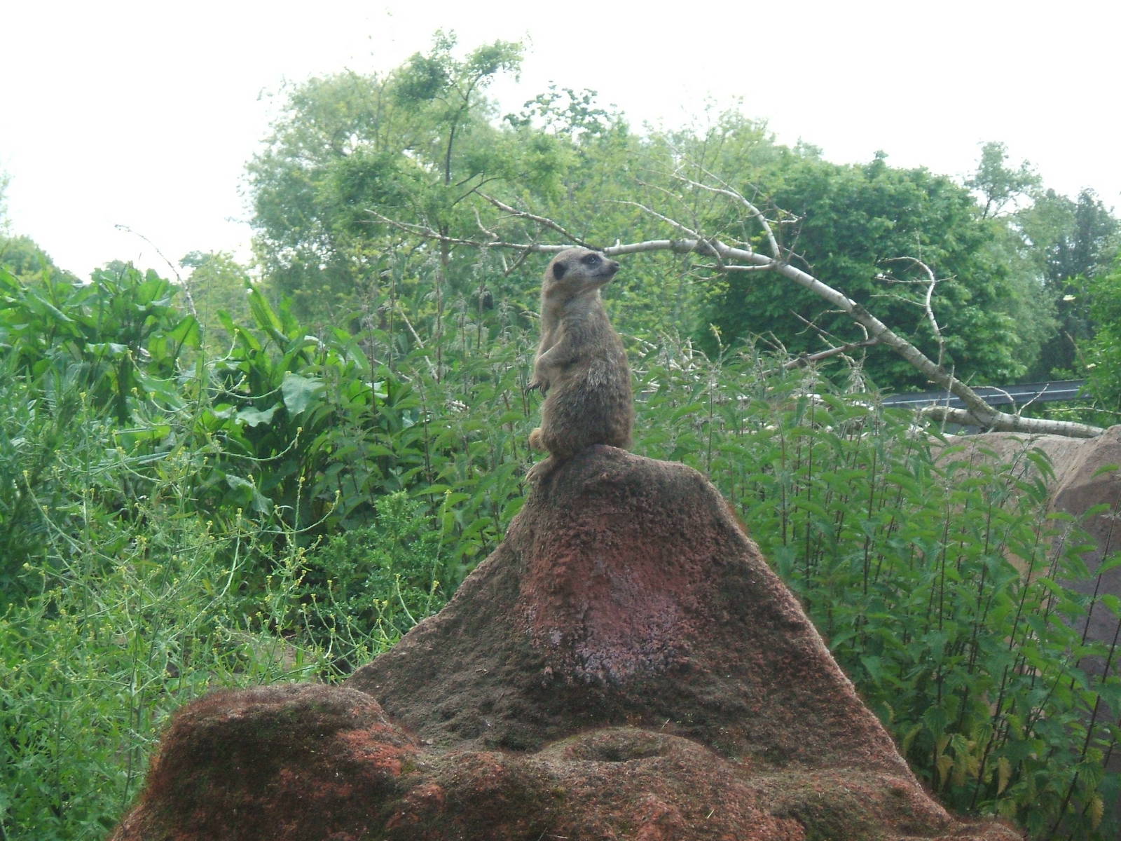 Meerkat at Chester Zoo
