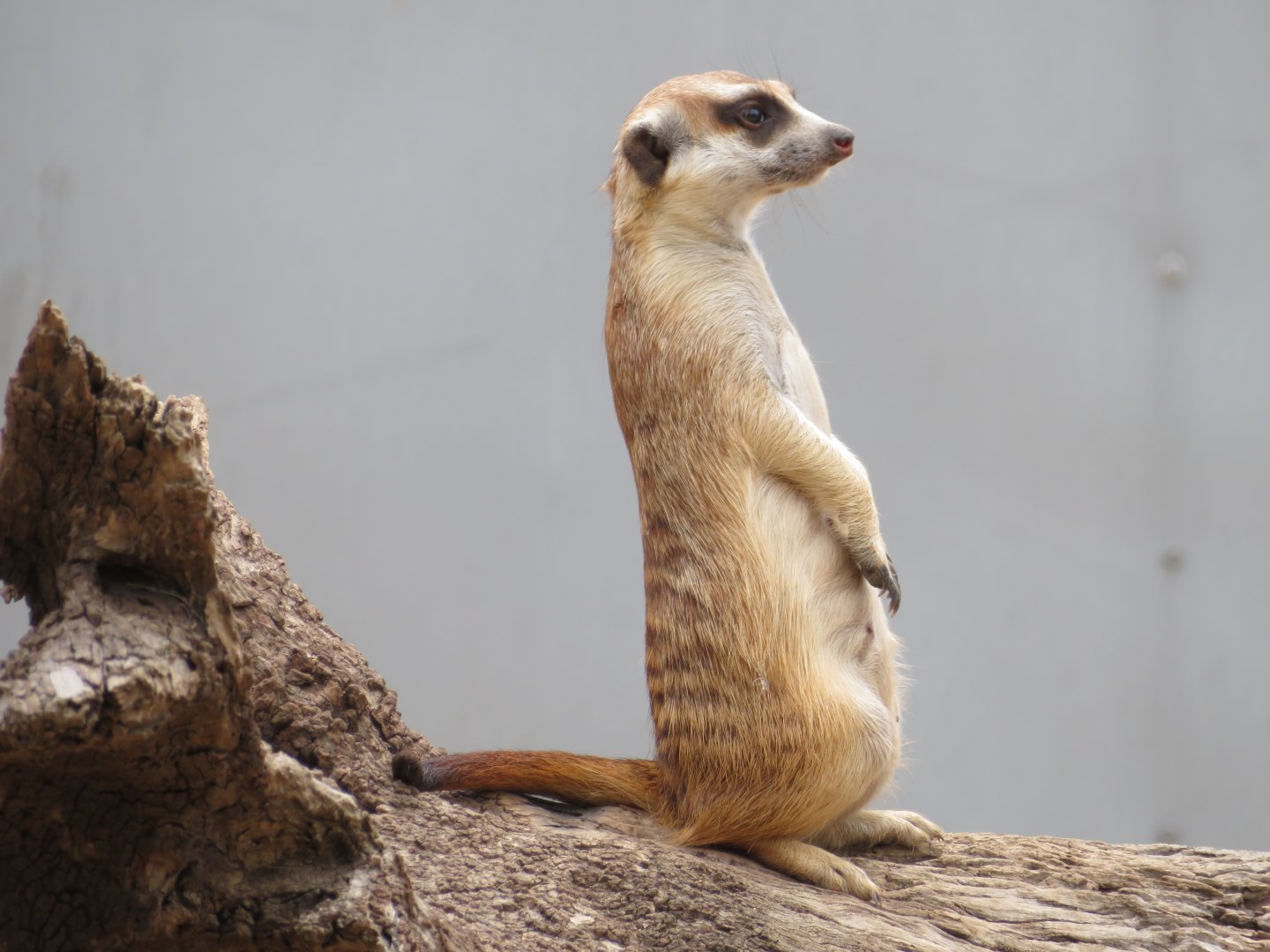 Meerkat at Darling Downs Zoo, December 2019