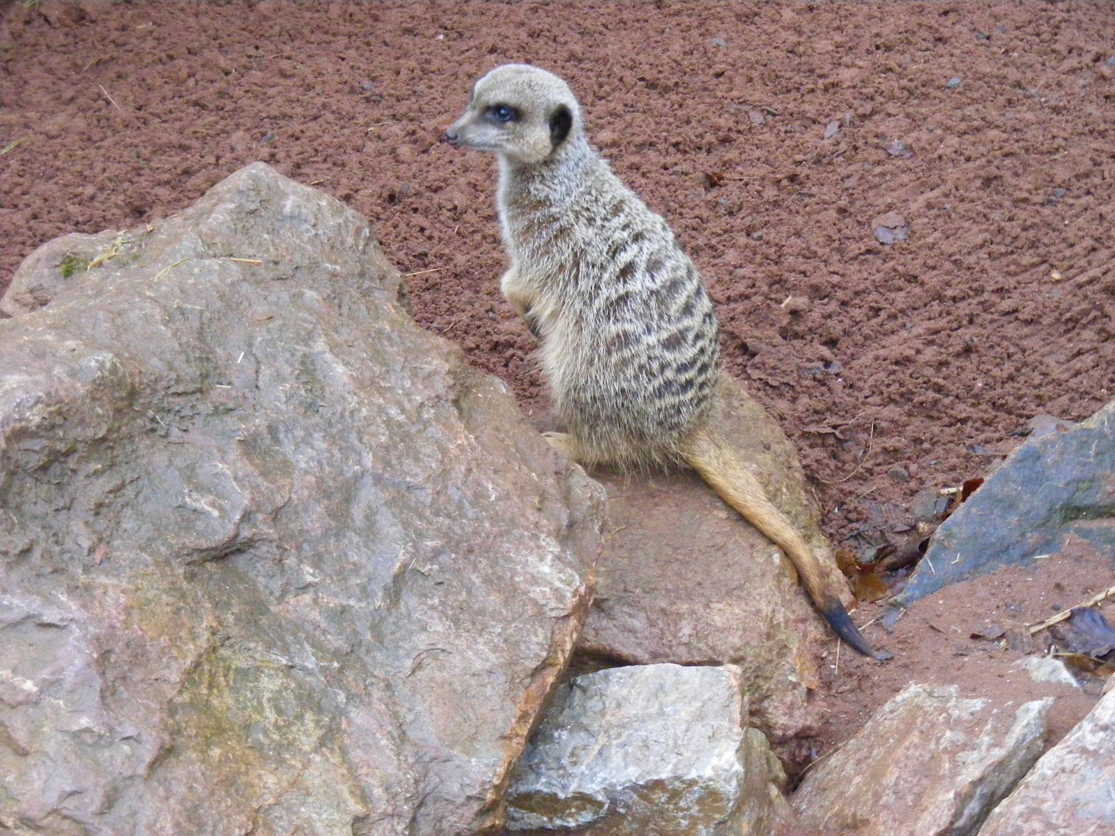 Meerkat at Dartmoor Zoo, 30 December 2010