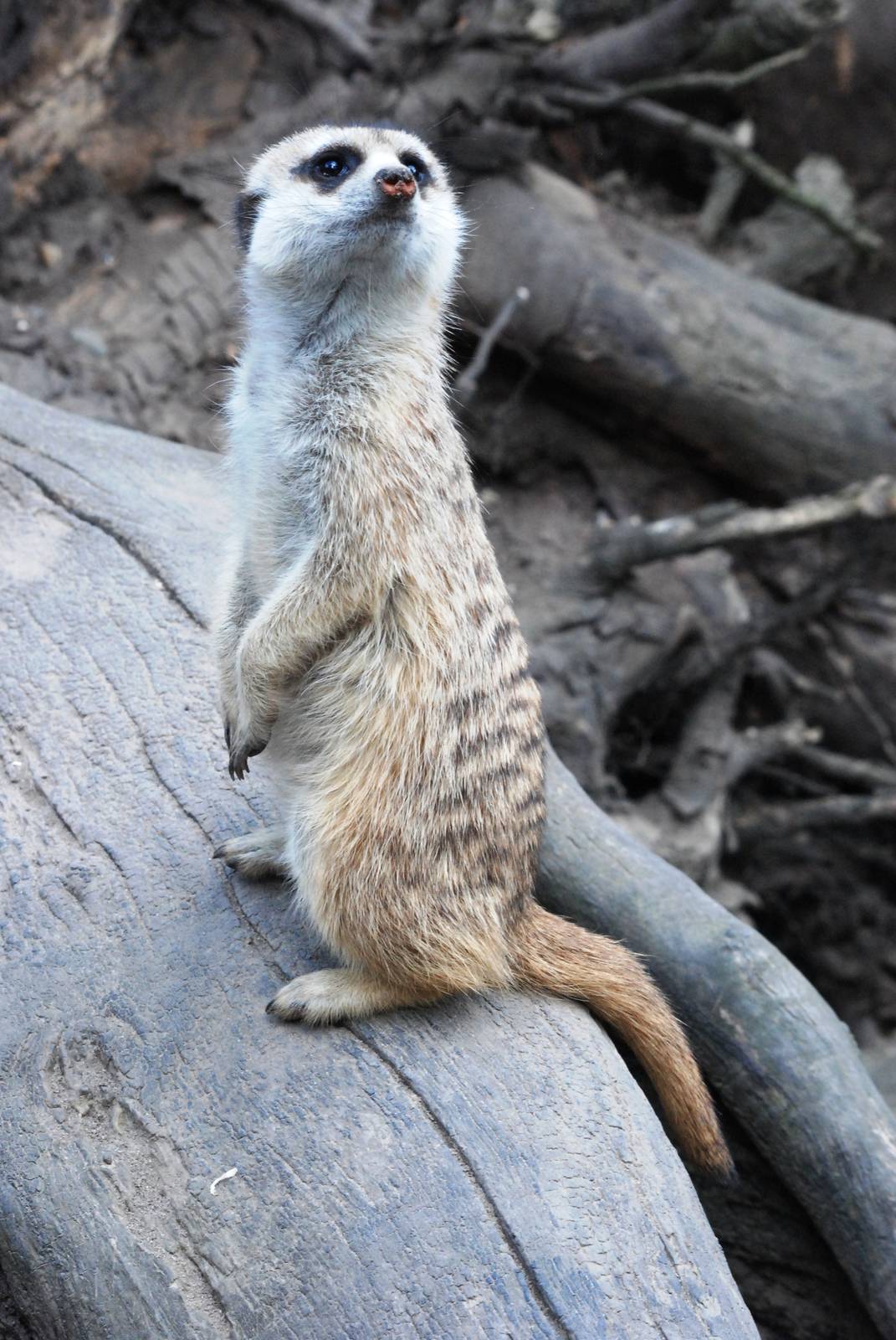 Meerkat at De Paay, 02/06/12