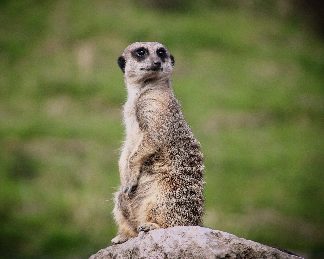 Meerkat at Dudley Zoo