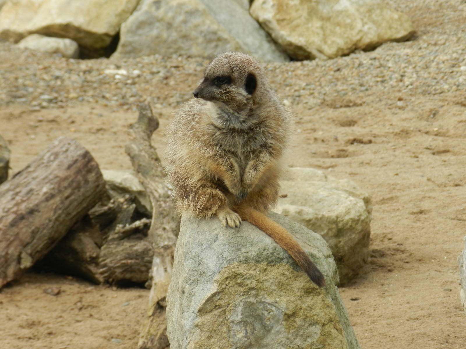 Meerkat at Flamingo Land - 14/10/2012