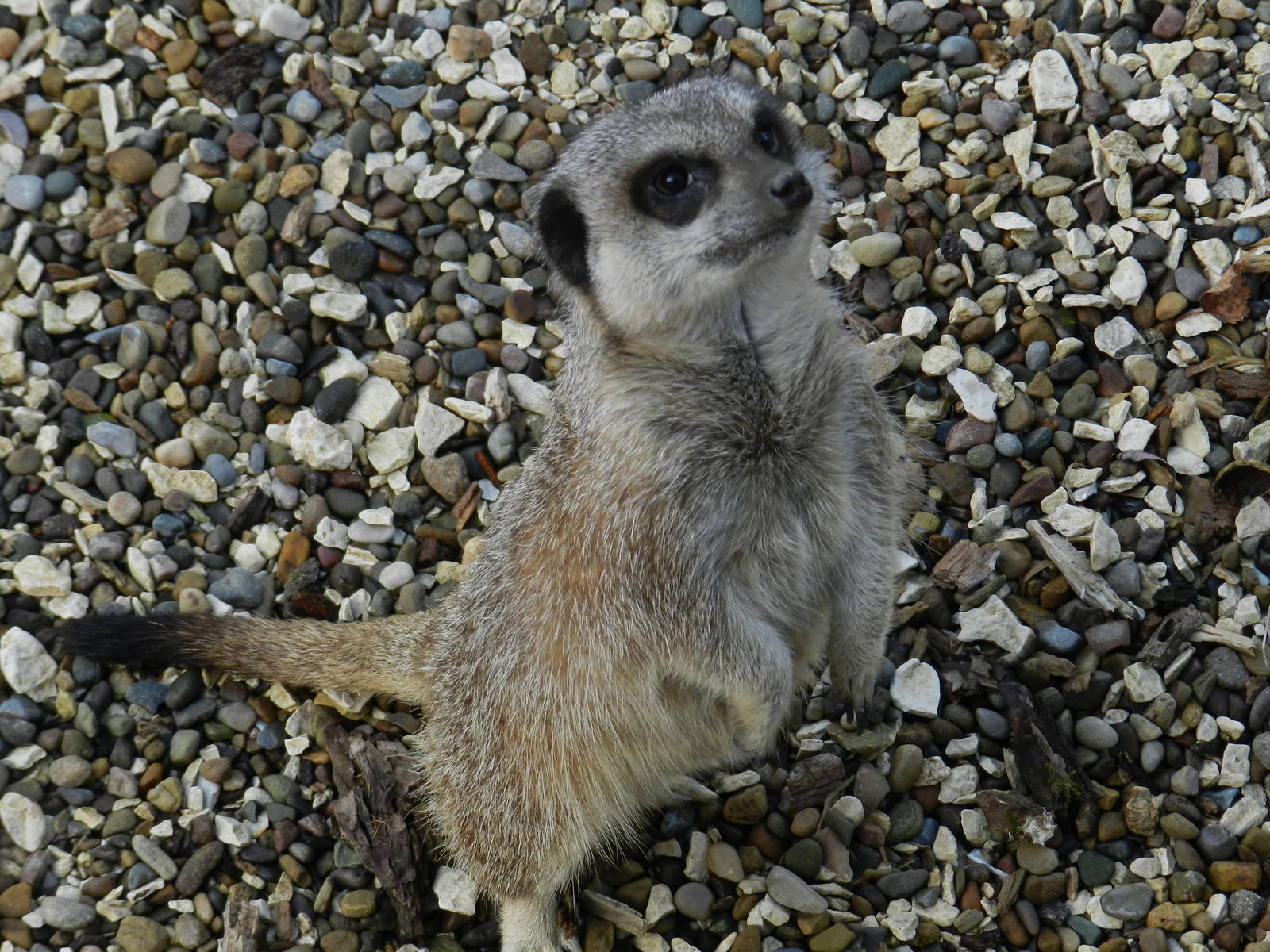 Meerkat at Flamingo Land - 14/10/2012