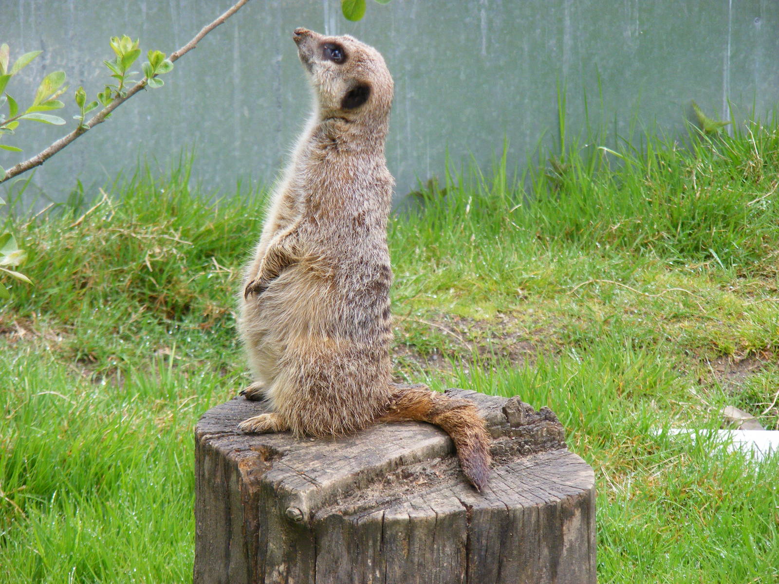 Meerkat at Galloway Wildlife Conservation Park, 16 May 2010