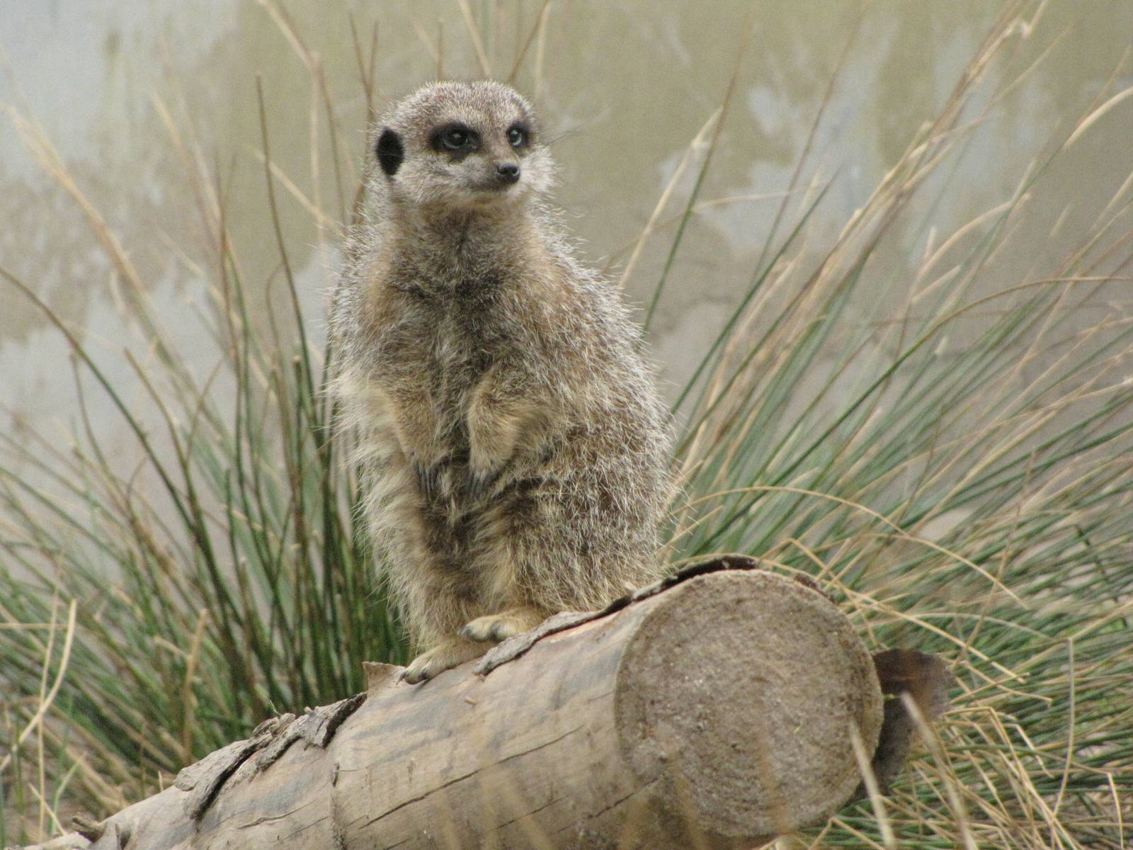 Meerkat at Galloway Wildlife Conservation Park