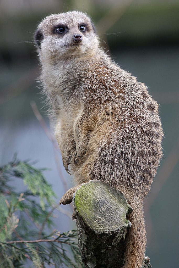 Meerkat at Knowsley Safari Park