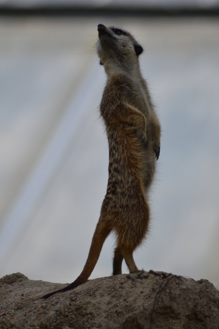Meerkat at Kolmården