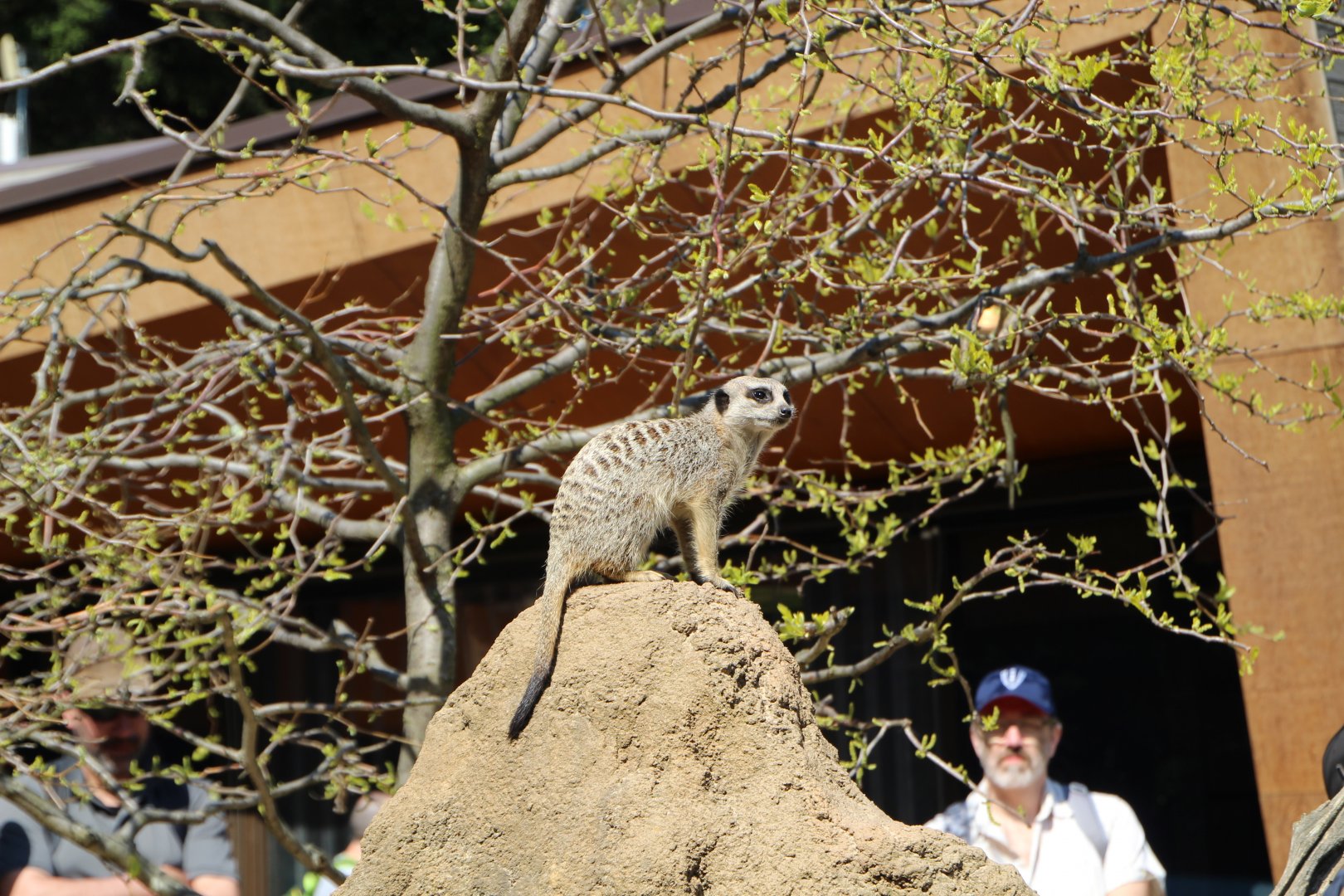 Meerkat at Melbourne zoo