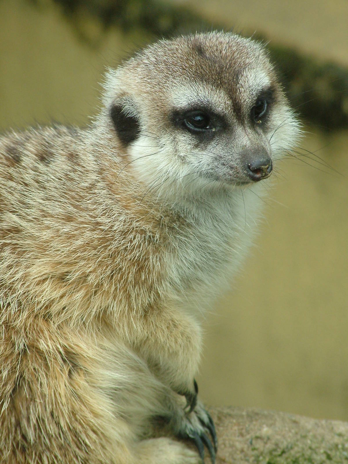 Meerkat at Olomouc 30/05/10
