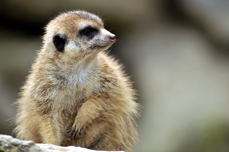 Meerkat at Opelzoo