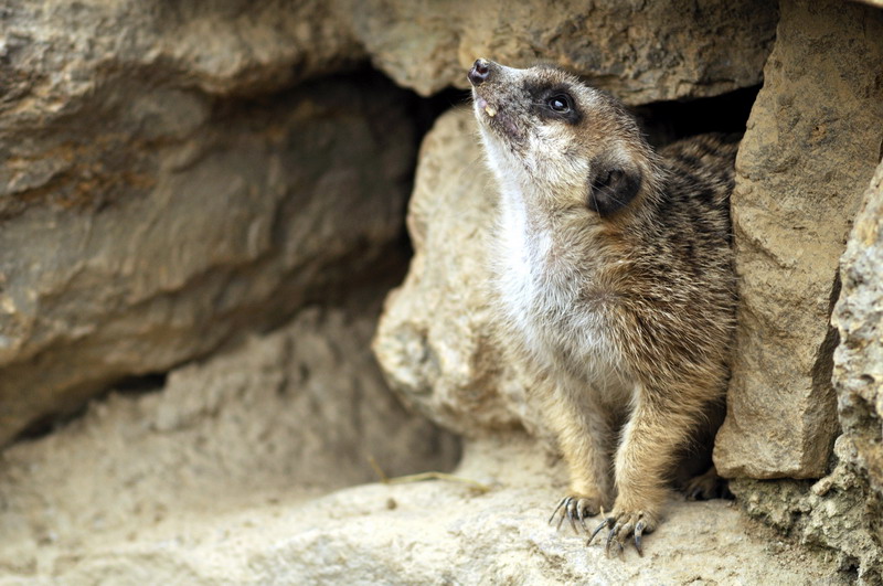 Meerkat at Opelzoo