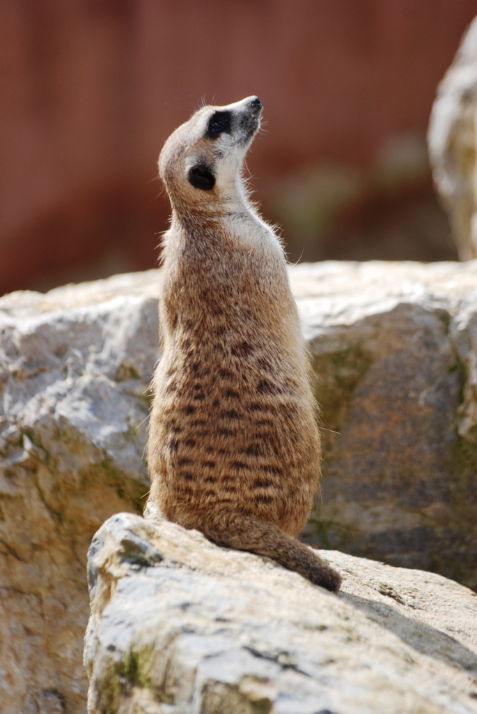Meerkat at Pairi Daiza, 31/08/14