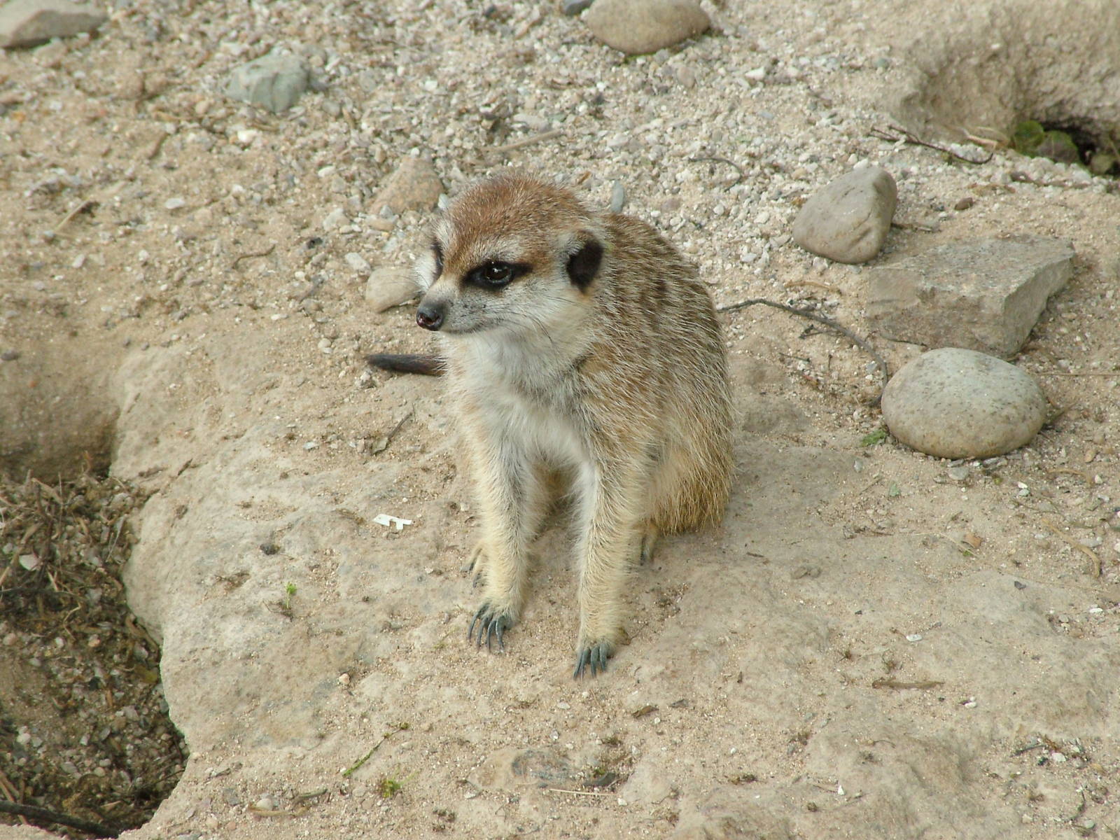 Meerkat at Prague, 24/05/10