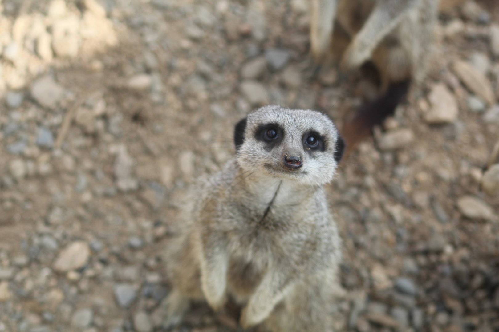 Meerkat at Secret Valley Wildlife park