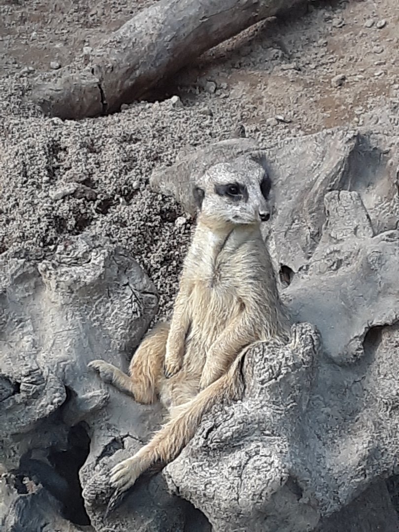 Meerkat at the Greensboro Science Center
